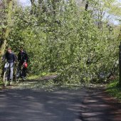 Grote tak breekt af Westeinde Noordwijkerhout